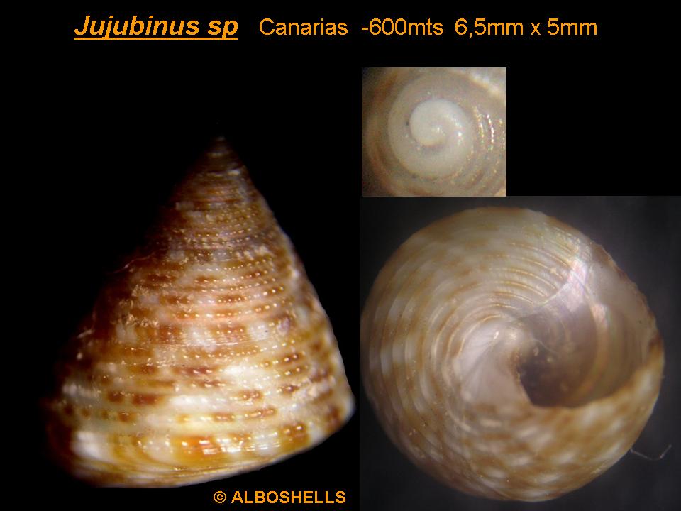 Clelandella dautzenbergi Gofas, 2005. Canarias 600 mts